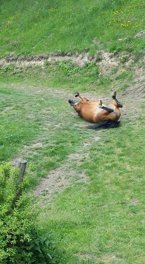 Agroturystyka Pod Świerkiem Srebrna Góra Zewnętrze zdjęcie
