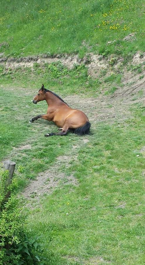 Agroturystyka Pod Świerkiem Srebrna Góra Zewnętrze zdjęcie